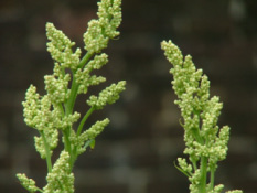 Artemisia lactiflora bestellen